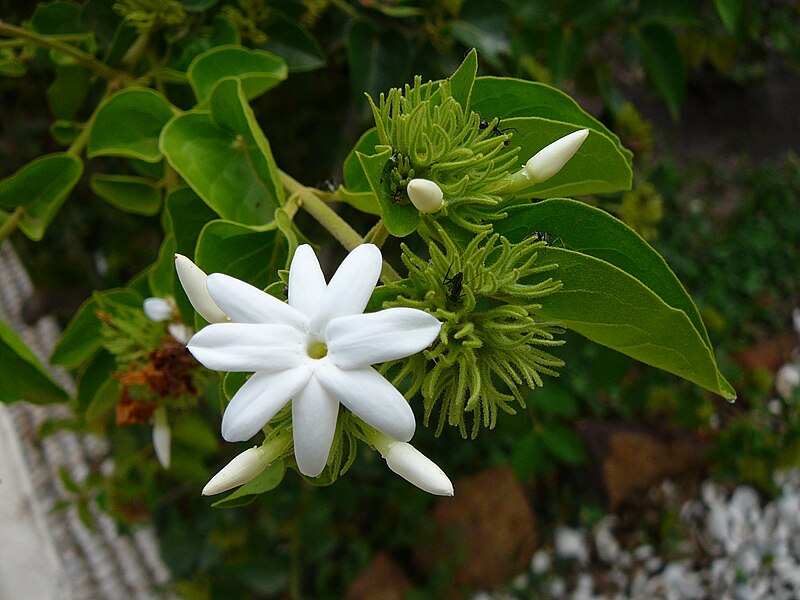 File:Jasminum multiflorum 0002.jpg