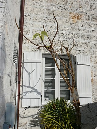 <i>Jatropha chamelensis</i> Species of flowering plant