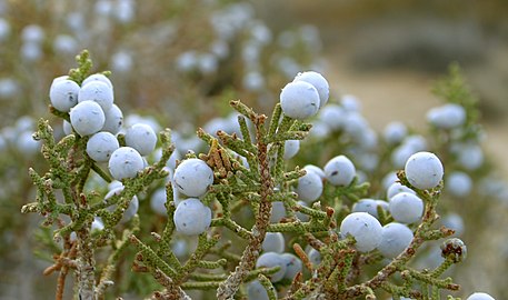 Juniperus californica Joshua Tree NP 2.jpg