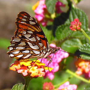 Juno Silverspot, underwing, Quito, Ecuador.jpg