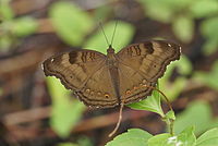 Junonia iphita 03414.JPG