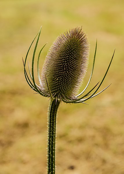 File:Kaardebol (Dipsacus). 09-07-2022 (actm.) 01.jpg