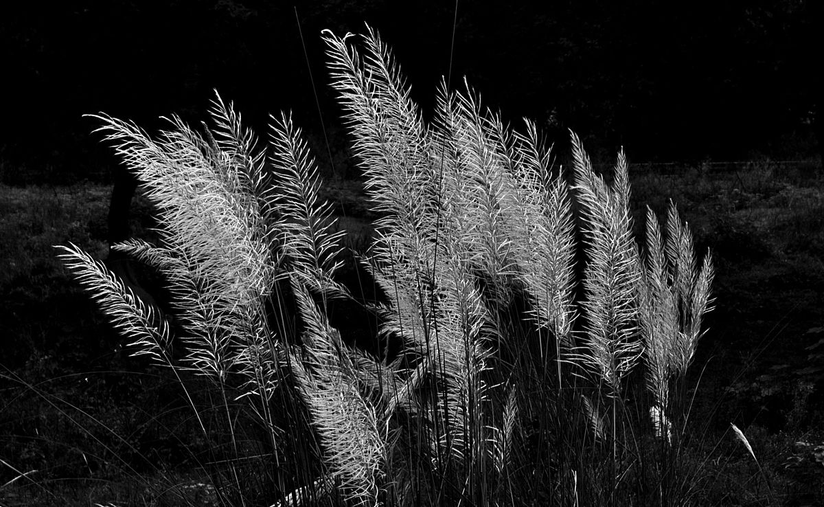 File:Kans Grass (কাশ ফুল, kash phool) (9704447692).jpg - Wikimedia Commons