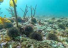 Barren seafloor caused by kina (Evechinus chloroticus) consuming kelp