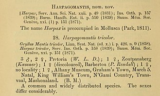 Copy of the original description of the genus Harpagomantis, published in 1899. Kirby 1899 Harpagomantis.jpg