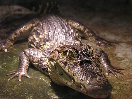 ไฟล์:Kleines Krokodil.JPG
