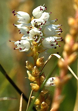 <span class="mw-page-title-main">Grains o' th' Beck Meadows</span>