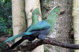 Knysna turaco Species of bird