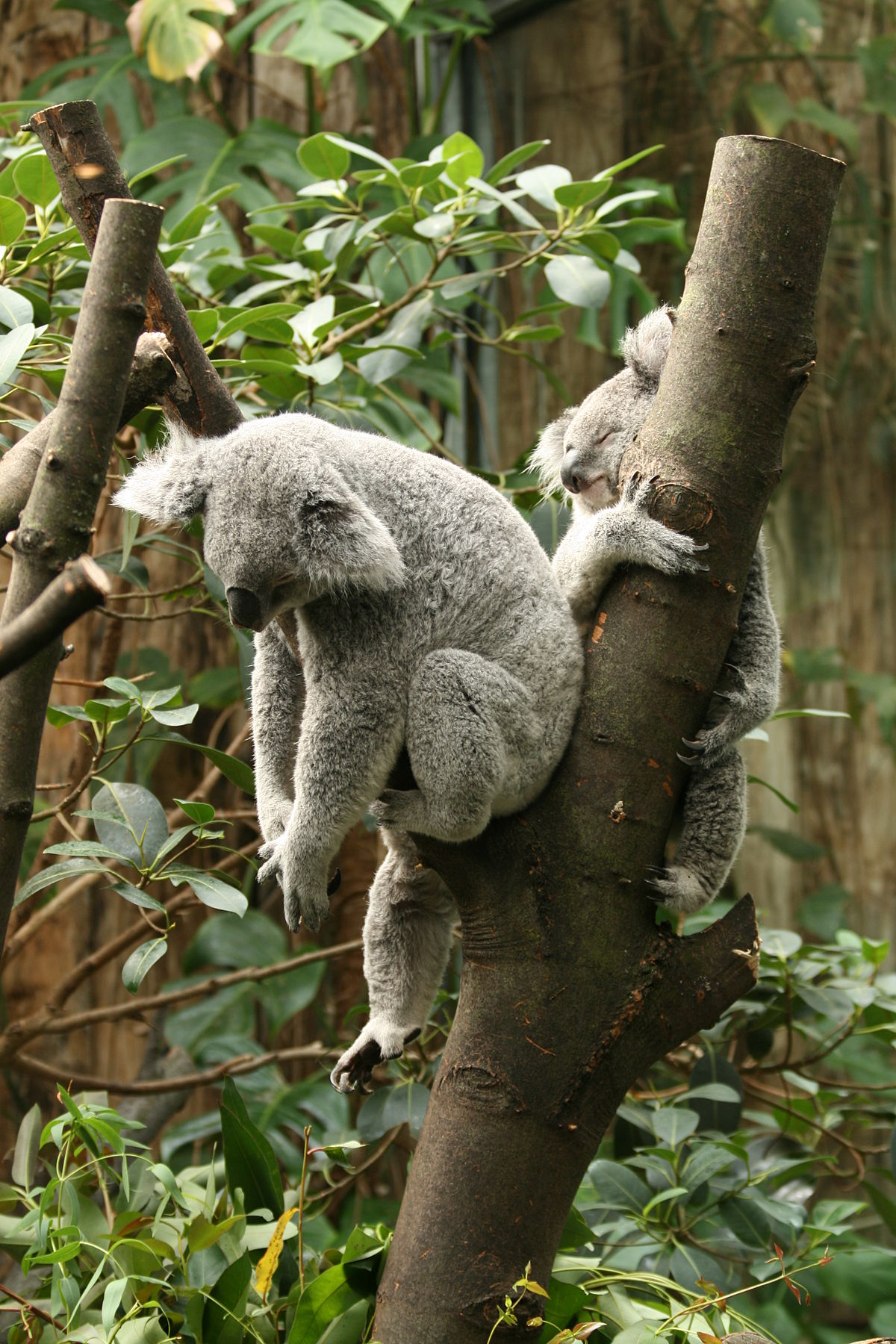 File:Koala  - Wikimedia Commons