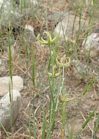 K. linearis