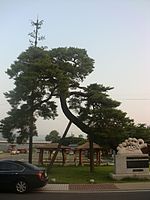 Korean red pine forest in Hadong.JPG