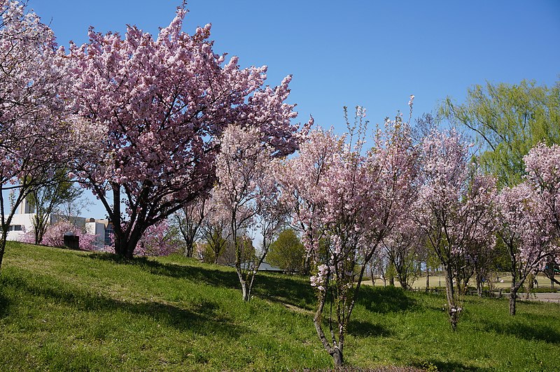 File:Kumagai, Kenrokuen-kumagai.jpg