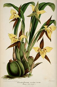 plate 128 Odontoglossum anceps Rhynchostele maculata
