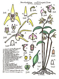 plate 021 Dendrobium callitrophilum