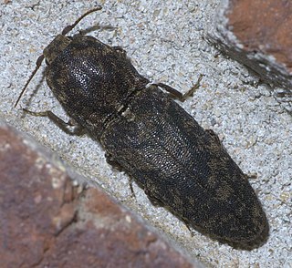 <i>Lacon marmoratus</i> Species of beetle