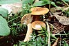 Lactarius mitissimus.jpg 