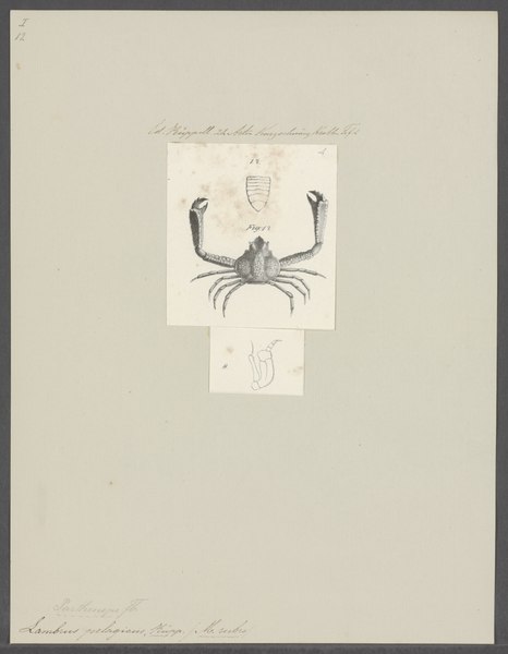 File:Lambrus pelagicus - - Print - Iconographia Zoologica - Special Collections University of Amsterdam - UBAINV0274 095 04 0006.tif