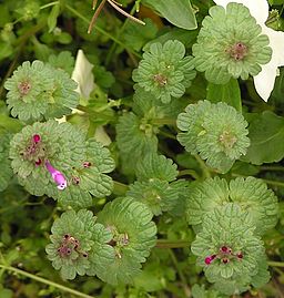 Lamium amplexicaule 2005.04.10 12.23.07