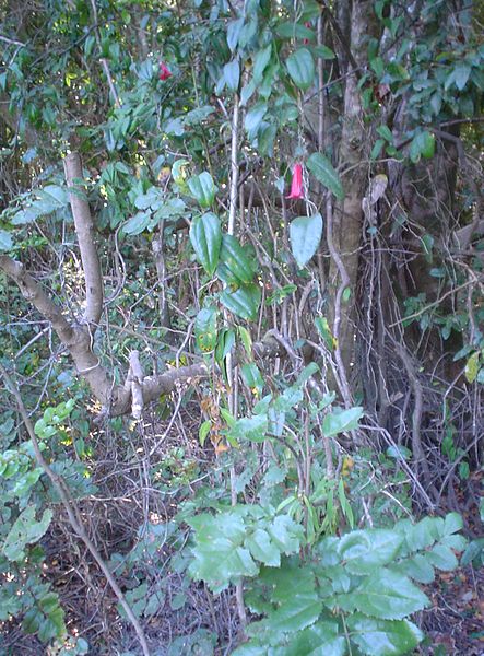 File:Lapageria rosea, Gevuina avellana.JPG