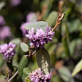 <i>Lasiopetalum discolor</i> Species of plant