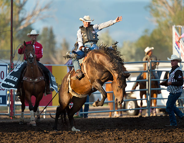 Bareback bronc riding