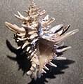 La concha de Latiaxis wormaldi, un caracol de arrecife