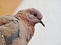 Laughing Dove Hola.jpg