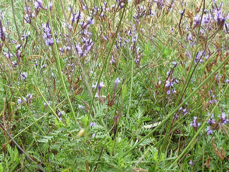 File:Lavandula canariensis subsp. canariae.jpg