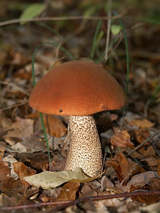 <i>Leccinum aurantiacum</i> Species of fungus