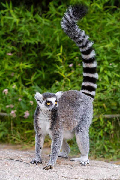 File:Lemur (36254437184).jpg