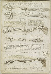 Leonardo da Vinci - RCIN 919000, Verso The bones and muscles of the arm c.1510-11.jpg