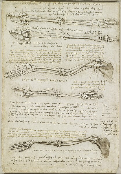 File:Leonardo da Vinci - RCIN 919000, Verso The bones and muscles of the arm c.1510-11.jpg