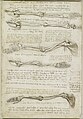 Anatomische studie van de arm (ca. 1510)