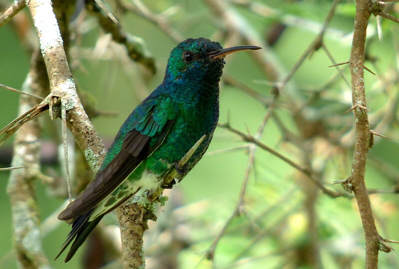 File:Lepidopyga goudoti (Colibrí de Goudot) - macho (14620579313).jpg