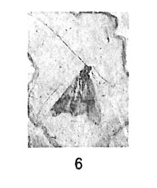 Leptocerus exanimis N. Théobald 1937 fig 6 holotype éch A1 x 1 p321 Aix pl .VII - Insectes d'Aix-en-Provence.jpg
