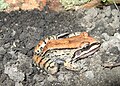 Leptodactylus mystacinus01c.jpeg