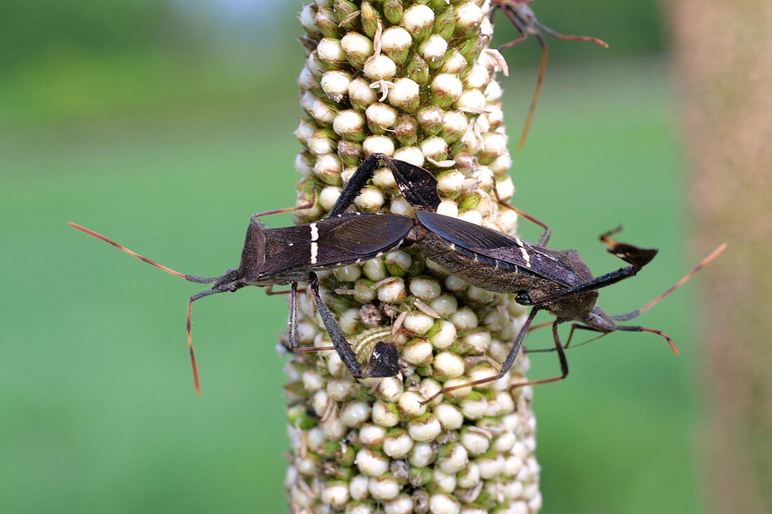 Leptoglossus phyllopus