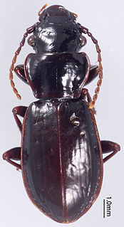 <i>Lesticus</i> Genus of beetles