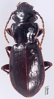 Lotypeus finisterrae holotype - ZooKeys-246-027-g003.jpeg