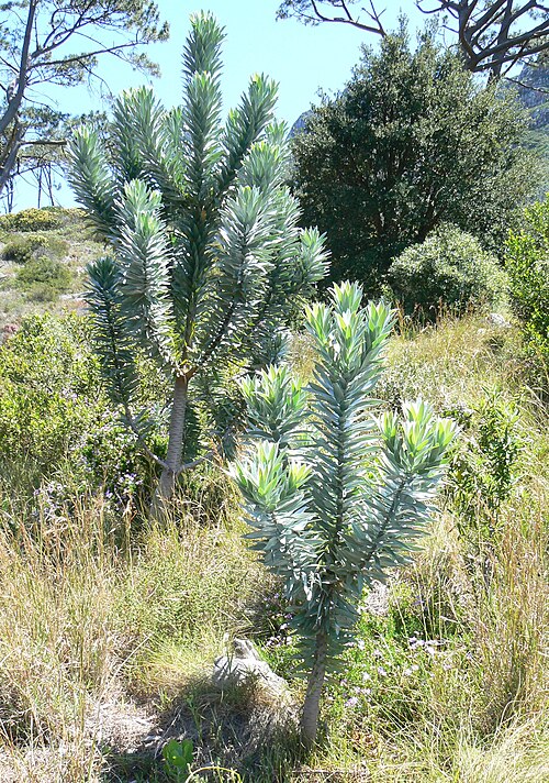 Silvertrees were driven to near extinction when their natural habitat was cleared for commercial pine plantations.