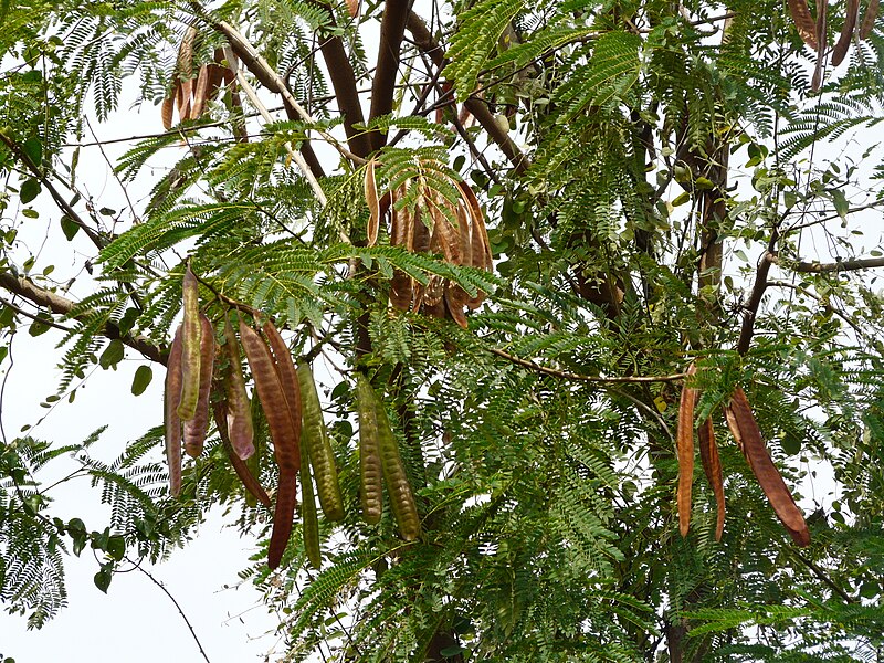 File:Leucaena leucocephala. AJT Johnsingh. P1000746.jpg