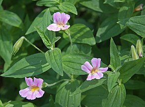 3 Lewis monkeyflowers (Mimulus lewisii)