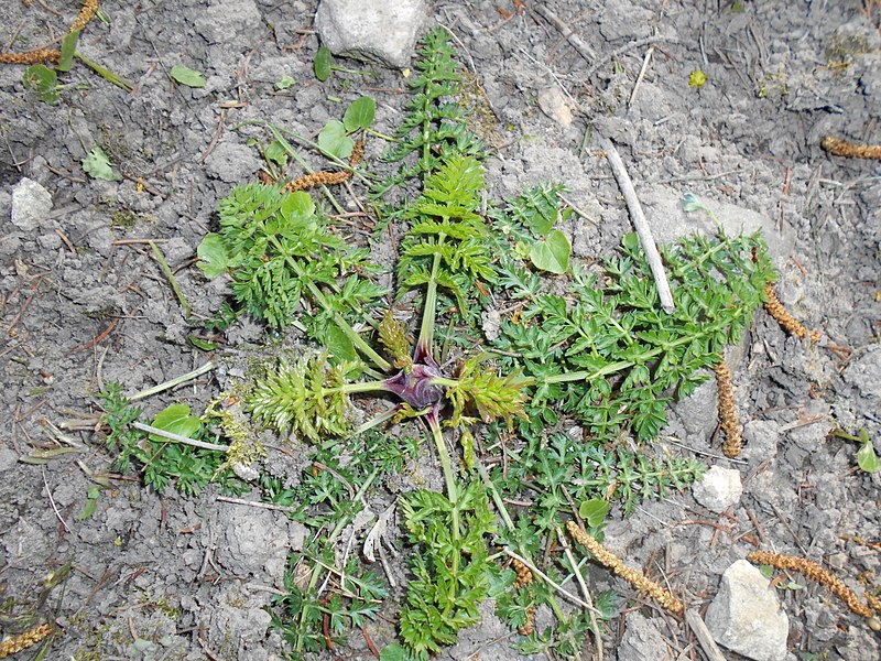 File:Ligusticum mutellina 2016-04-22 8755.JPG