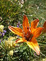 Lilium bulbiferum var. croceum