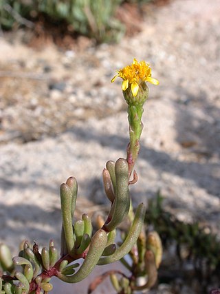 <i>Limbarda</i> Genus of flowering plants