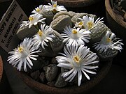 Lithops marmorata ssp. marmorata (Aizoaceae)