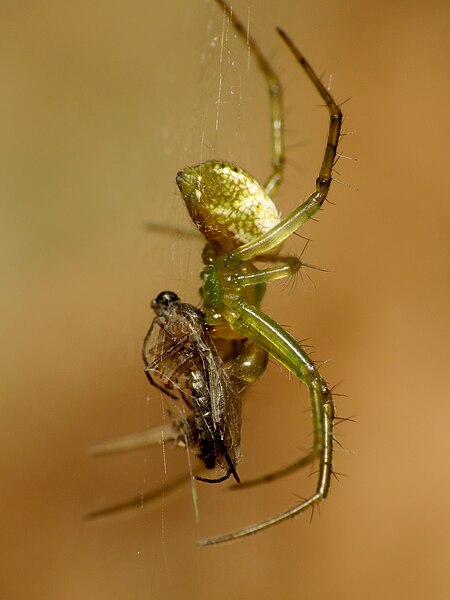 File:Little Spider (31663460792).jpg