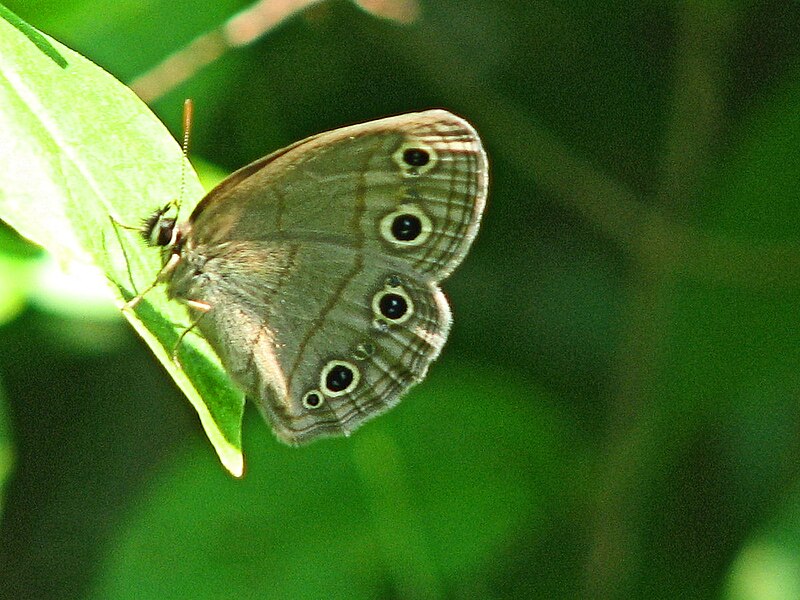 File:Little Wood Satyr-ventral.jpg