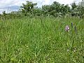 Hotspot microclimate in the Lobau with European feather grass and several Orchid varieties.