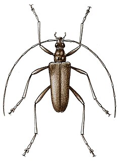 <i>Logisticus</i> Genus of beetles